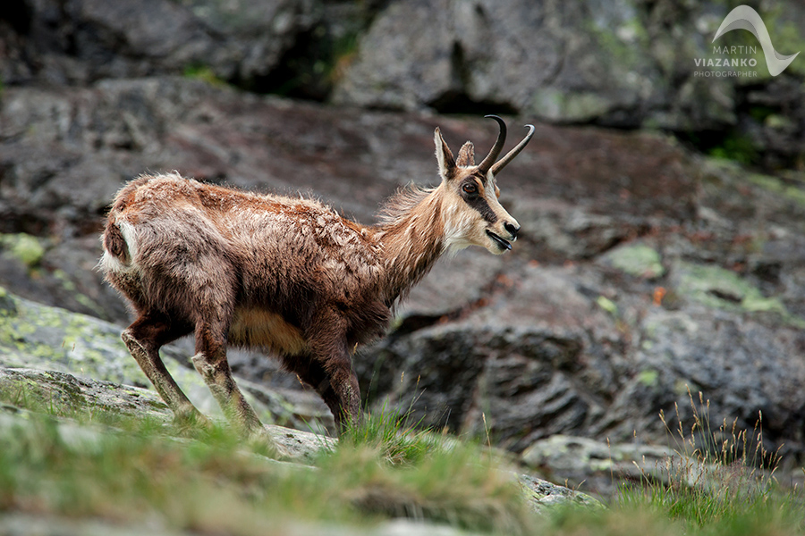 kamzik vrchovský tatranský, rupicapra rupicapra tatrica, chamois, gemse, wildlife, photo, divoká príroda, kamzík alpský, vysoké tatry, foto, high tatras